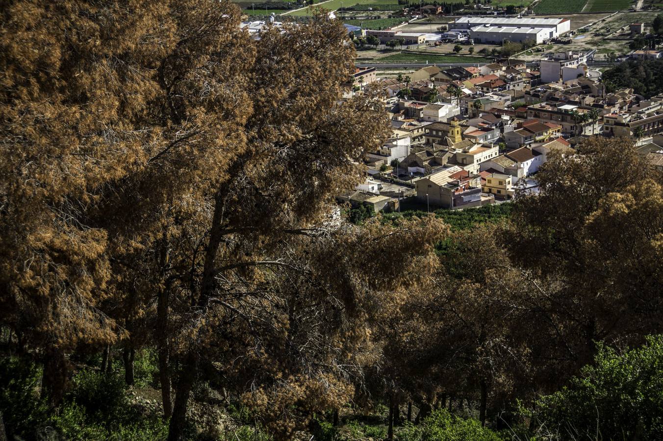 Vecinos de La Aparecida critican que no haya ayudas para combatir el &#039;tomicus&#039;