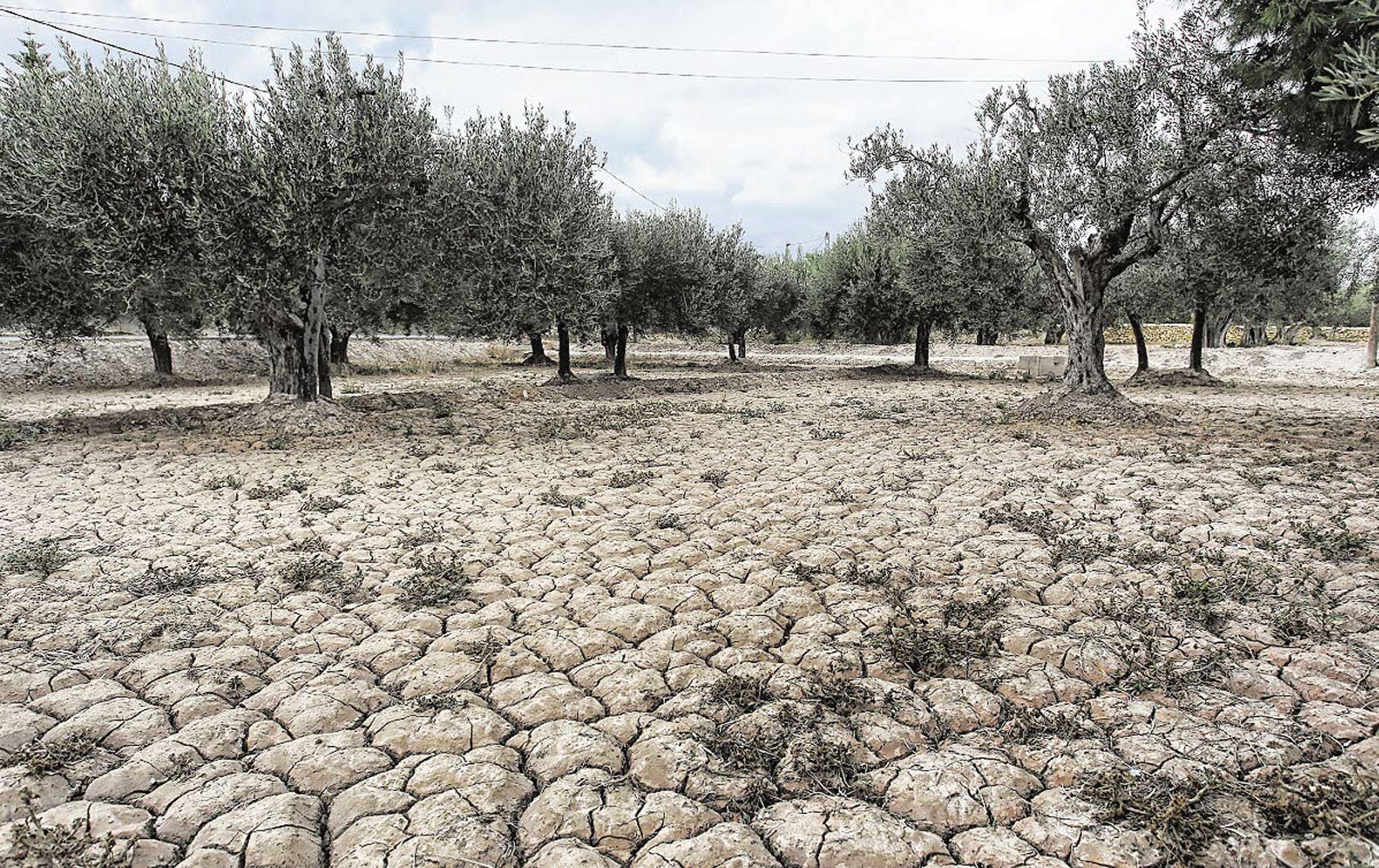 MAYO. El campo alicantino se moría de sed después de muchos mese sin agua. Los más afectados los cultivos de secano, que trás muchos meses sin llover empezaban a morir.