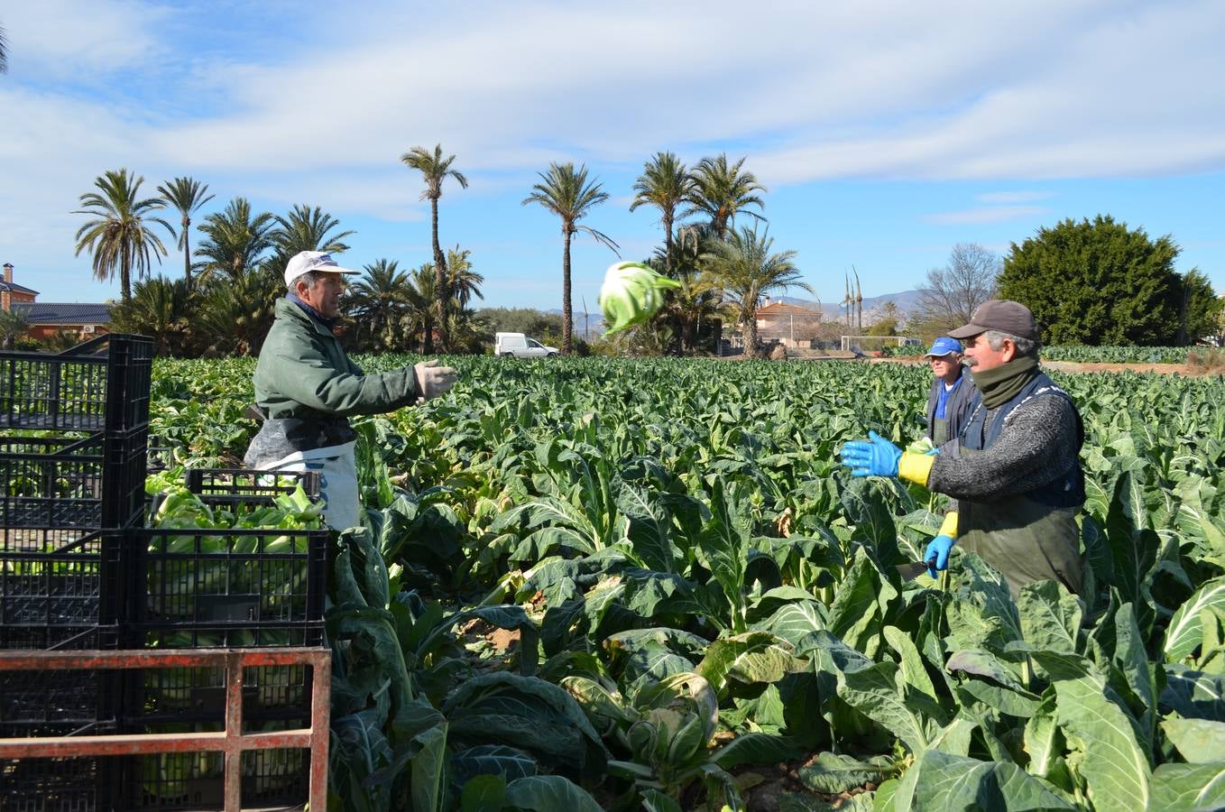 La agricultura local gana peso en Elche