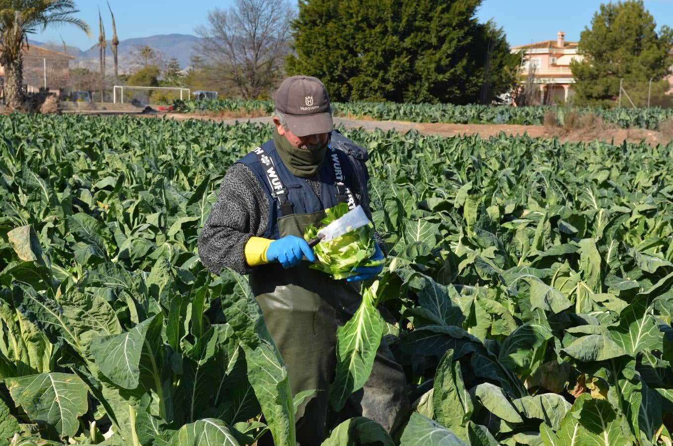 La agricultura local gana peso en Elche