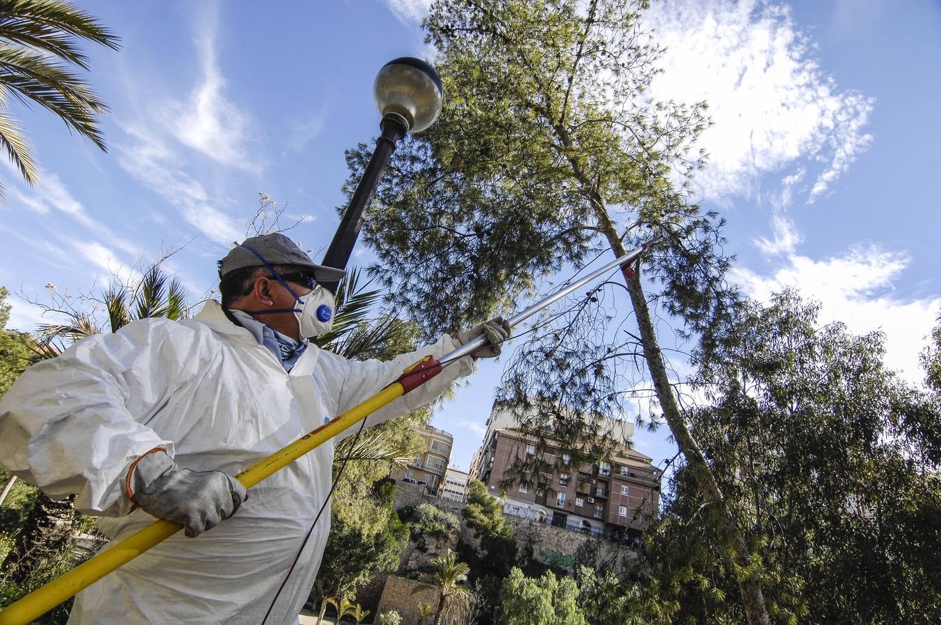 Lucha contra la procesionaria de los pinos de Elche