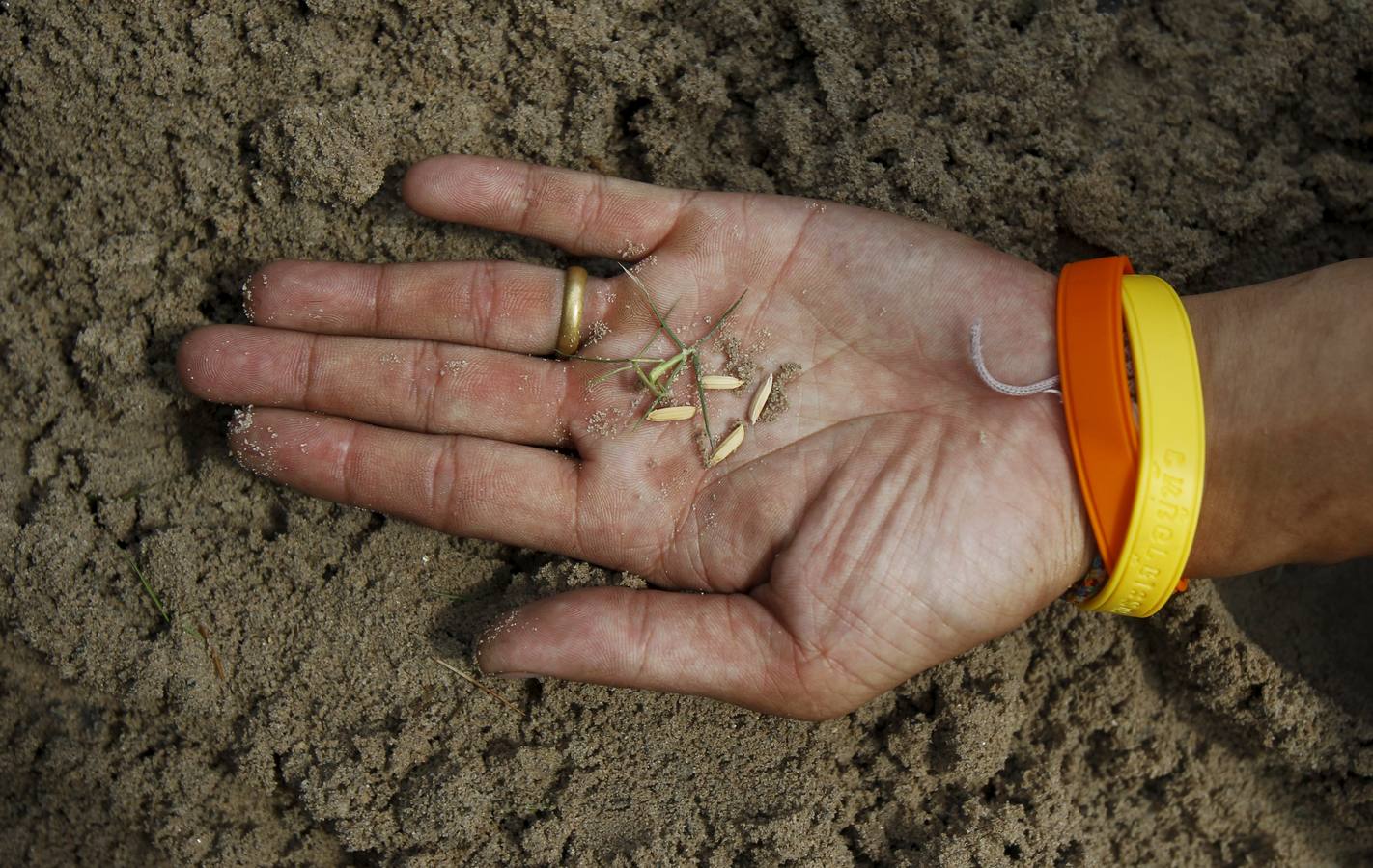 El arroz de la suerte
