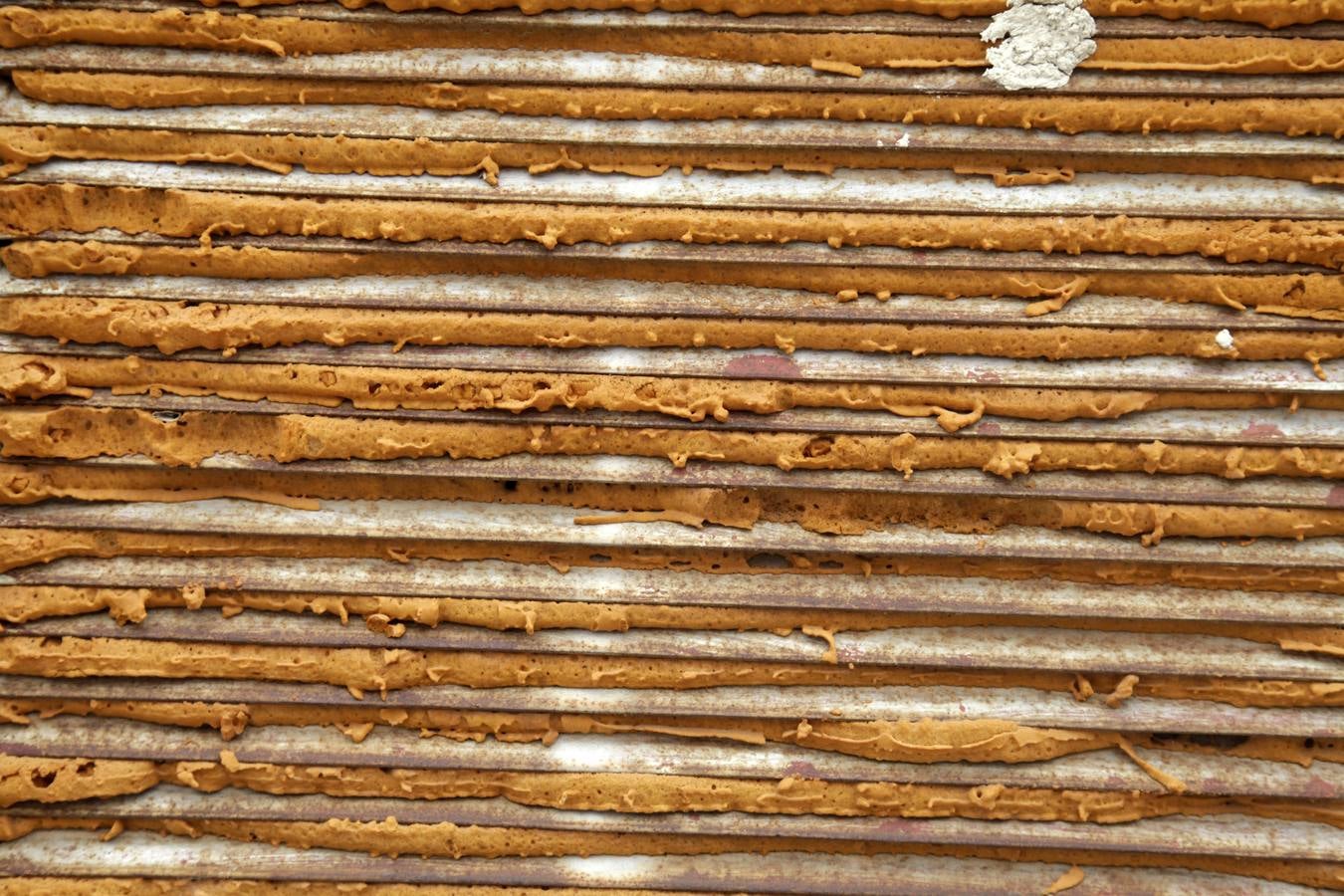 Invasión de mosquitos en Campos del Río