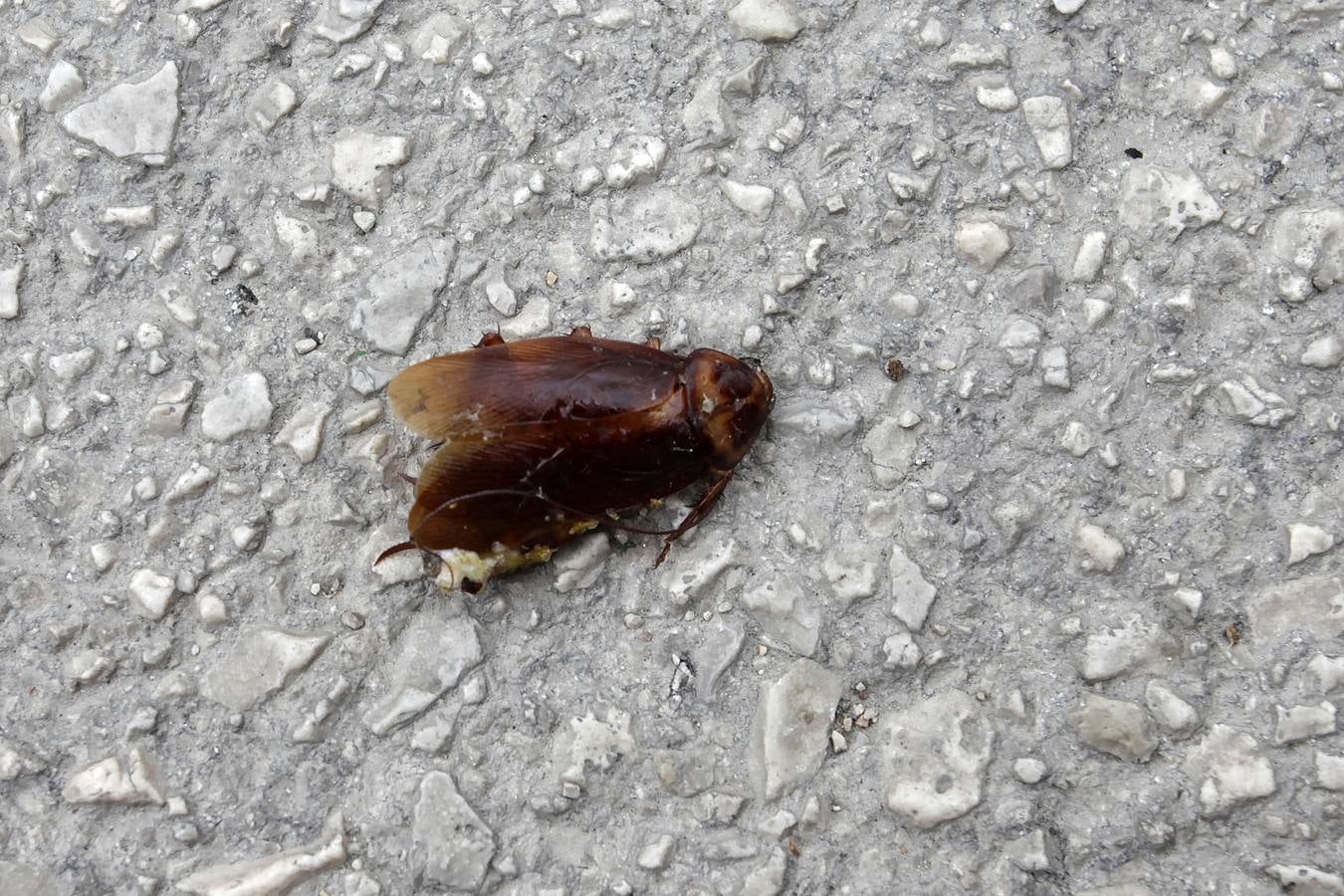 Invasión de mosquitos en Campos del Río