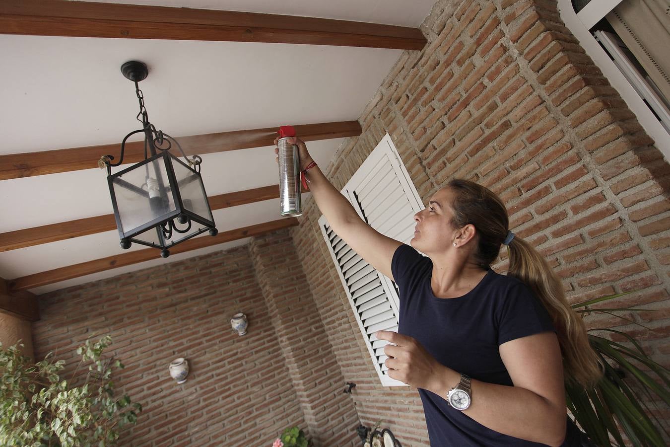 Invasión de mosquitos en Campos del Río