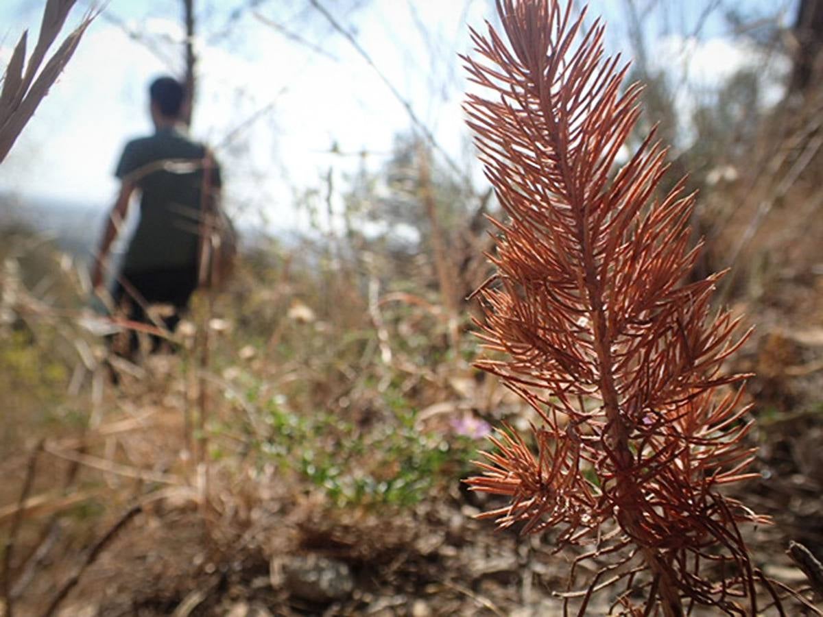 Los pinos del Monte San Miguel no llegan vivos a los 100 días