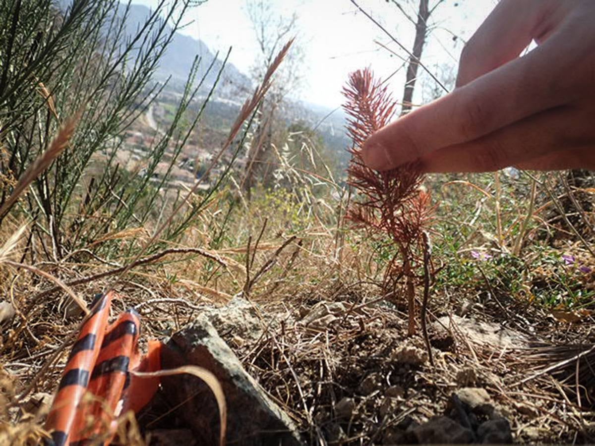 Los pinos del Monte San Miguel no llegan vivos a los 100 días