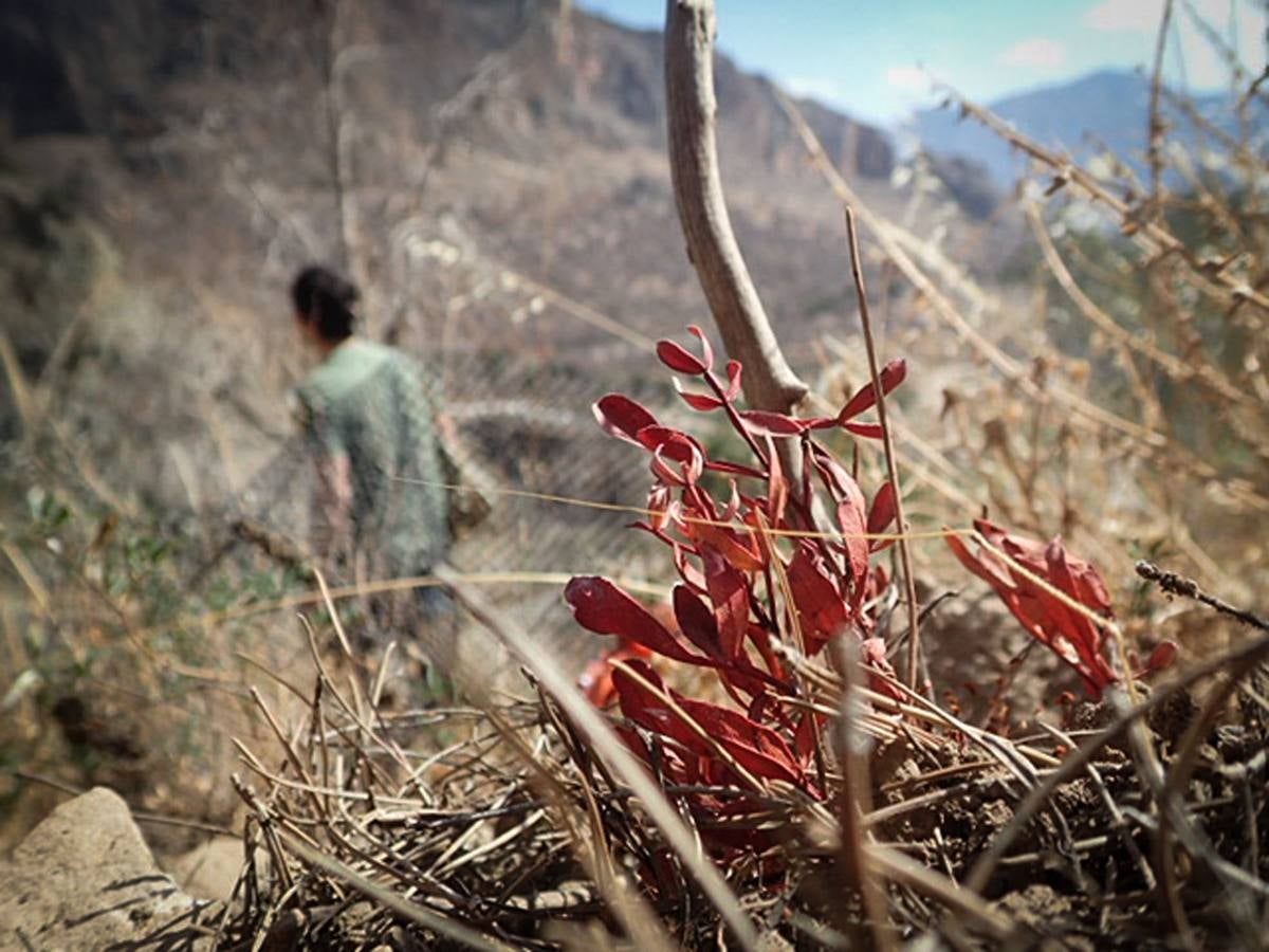 Los pinos del Monte San Miguel no llegan vivos a los 100 días