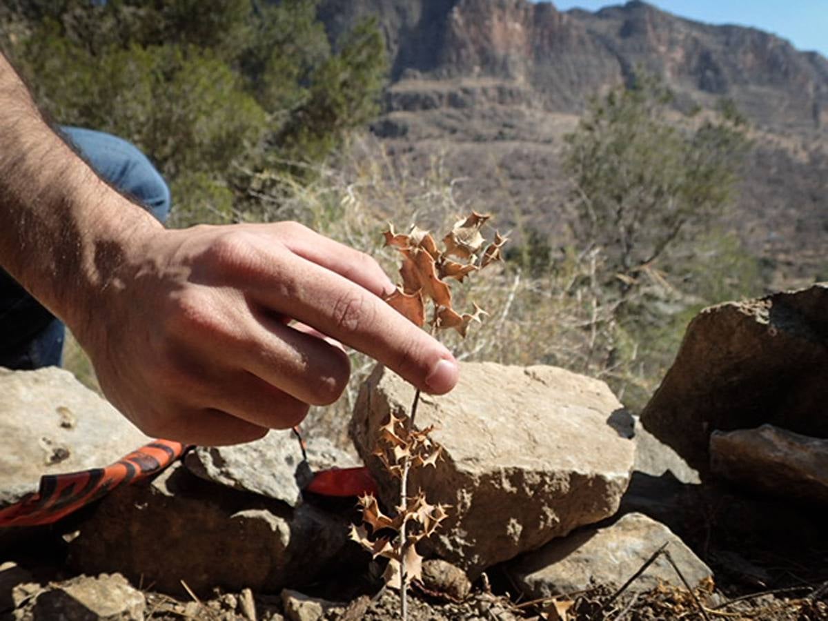 Los pinos del Monte San Miguel no llegan vivos a los 100 días