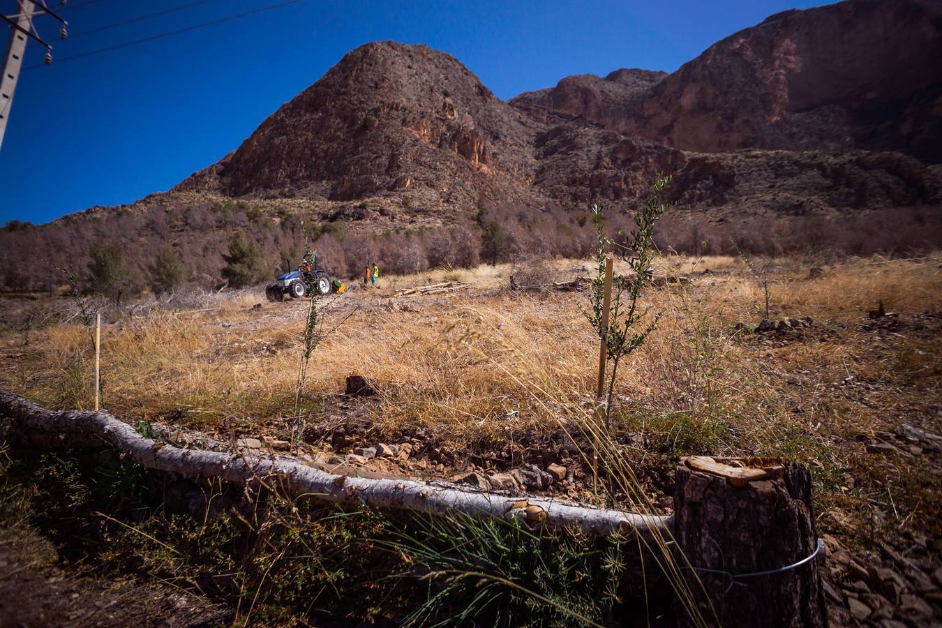 El Ayuntamiento retira los pinos secos de la sierras