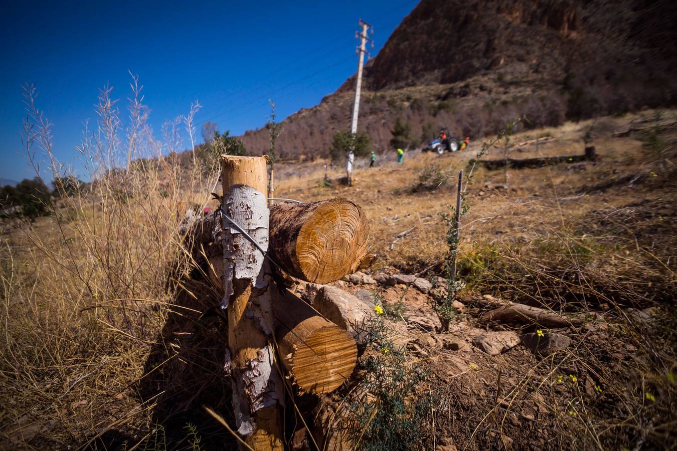 El Ayuntamiento retira los pinos secos de la sierras