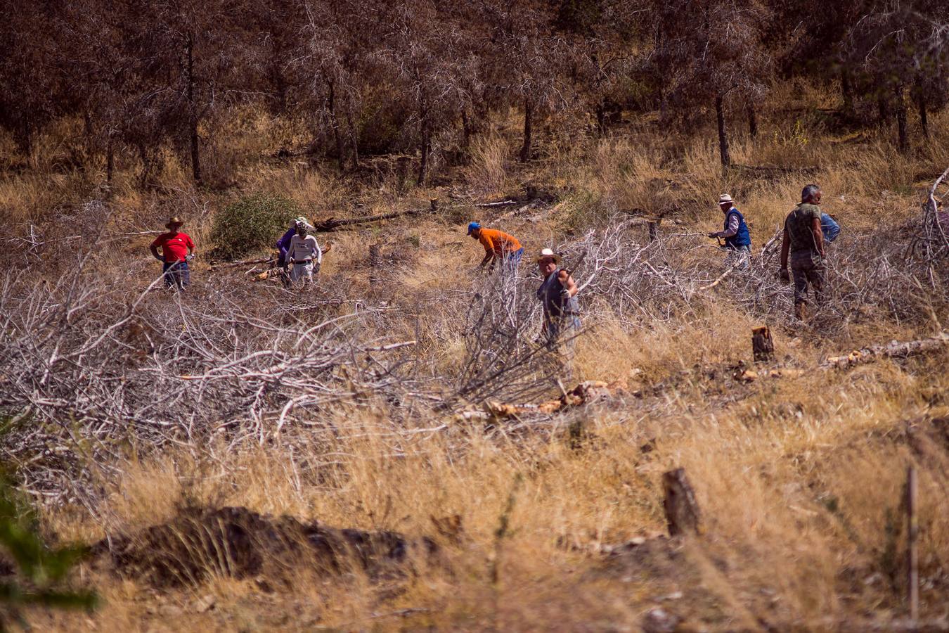 El Ayuntamiento retira los pinos secos de la sierras