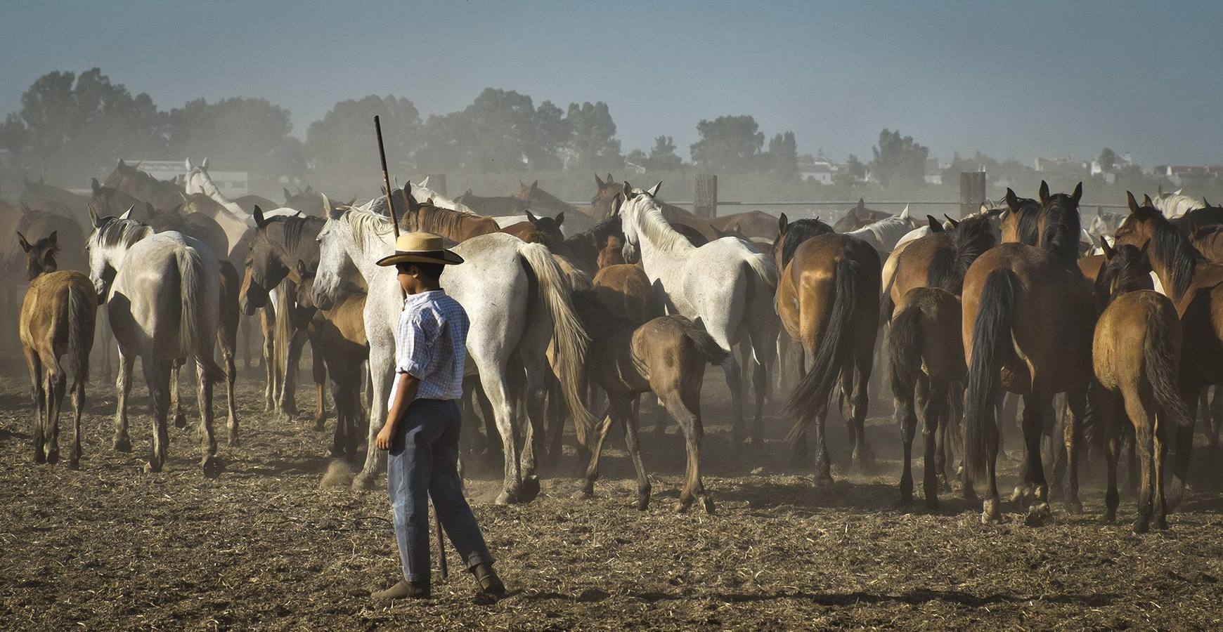 La &#039;Saca de Yeguas&#039; pasa por Doñana