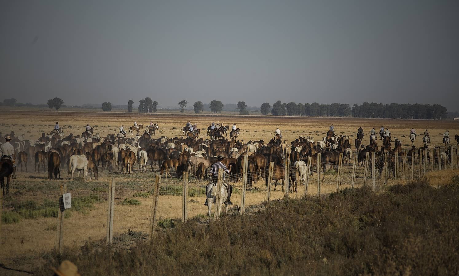 La &#039;Saca de Yeguas&#039; pasa por Doñana