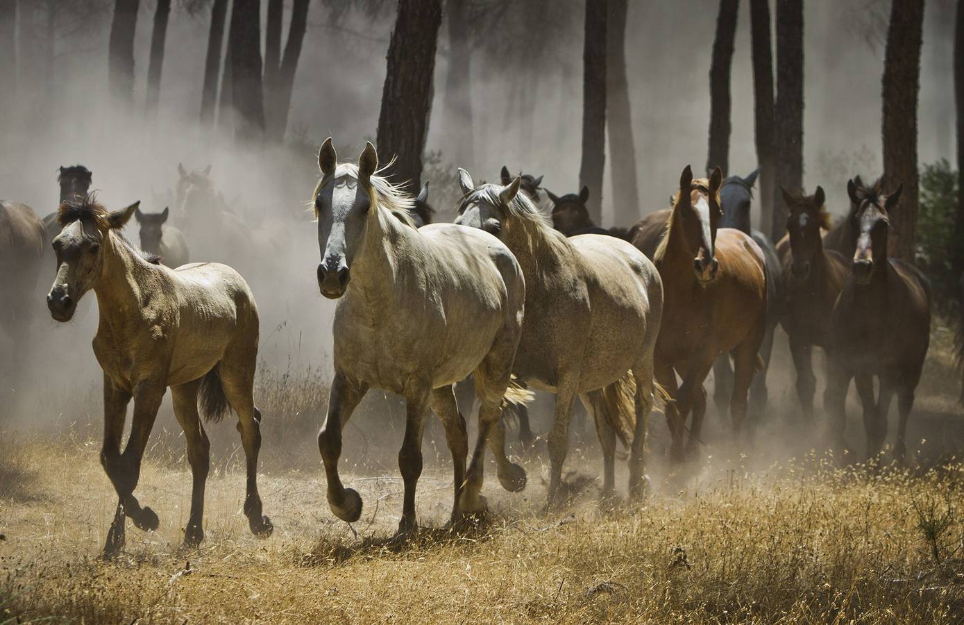La &#039;Saca de Yeguas&#039; pasa por Doñana