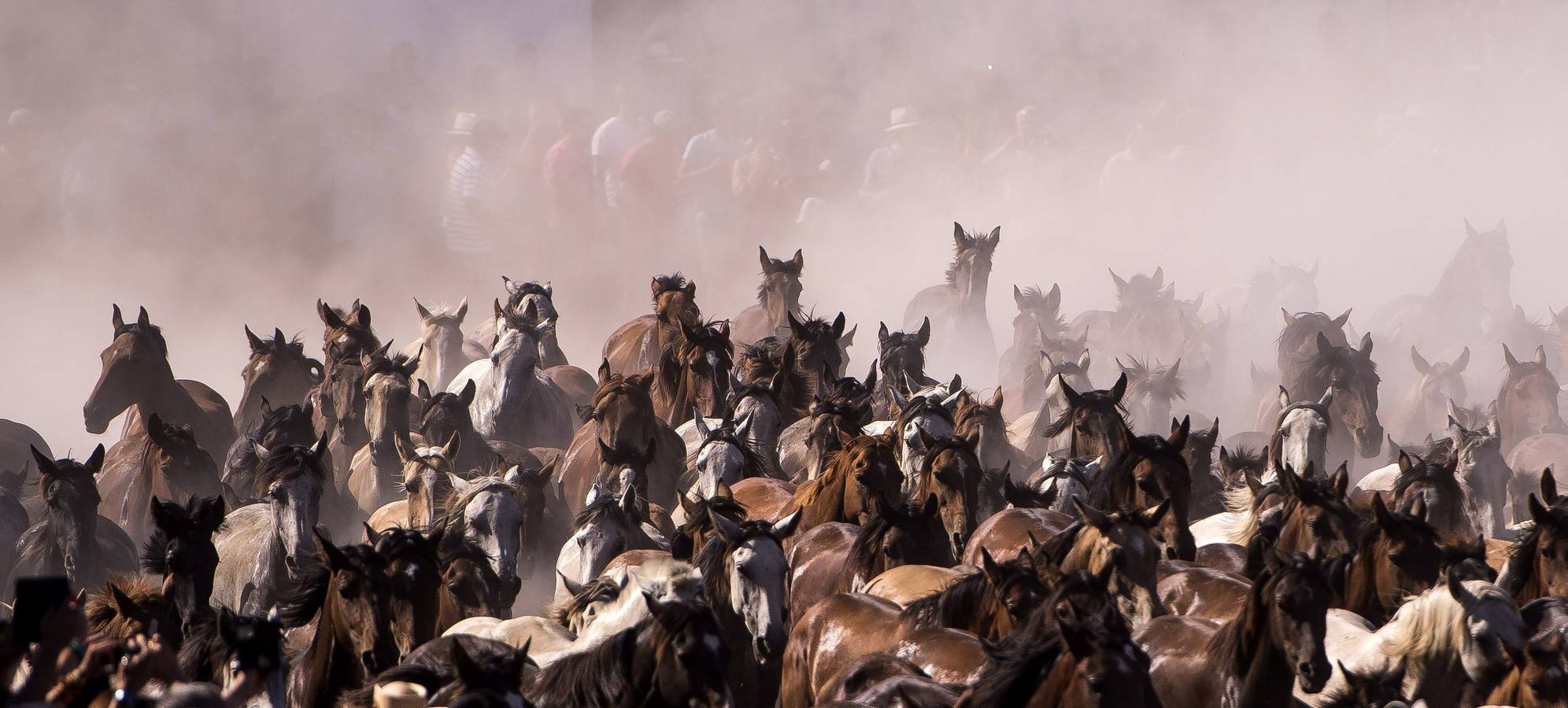 La &#039;Saca de Yeguas&#039; pasa por Doñana