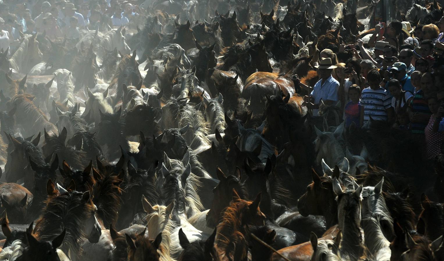 La &#039;Saca de Yeguas&#039; pasa por Doñana