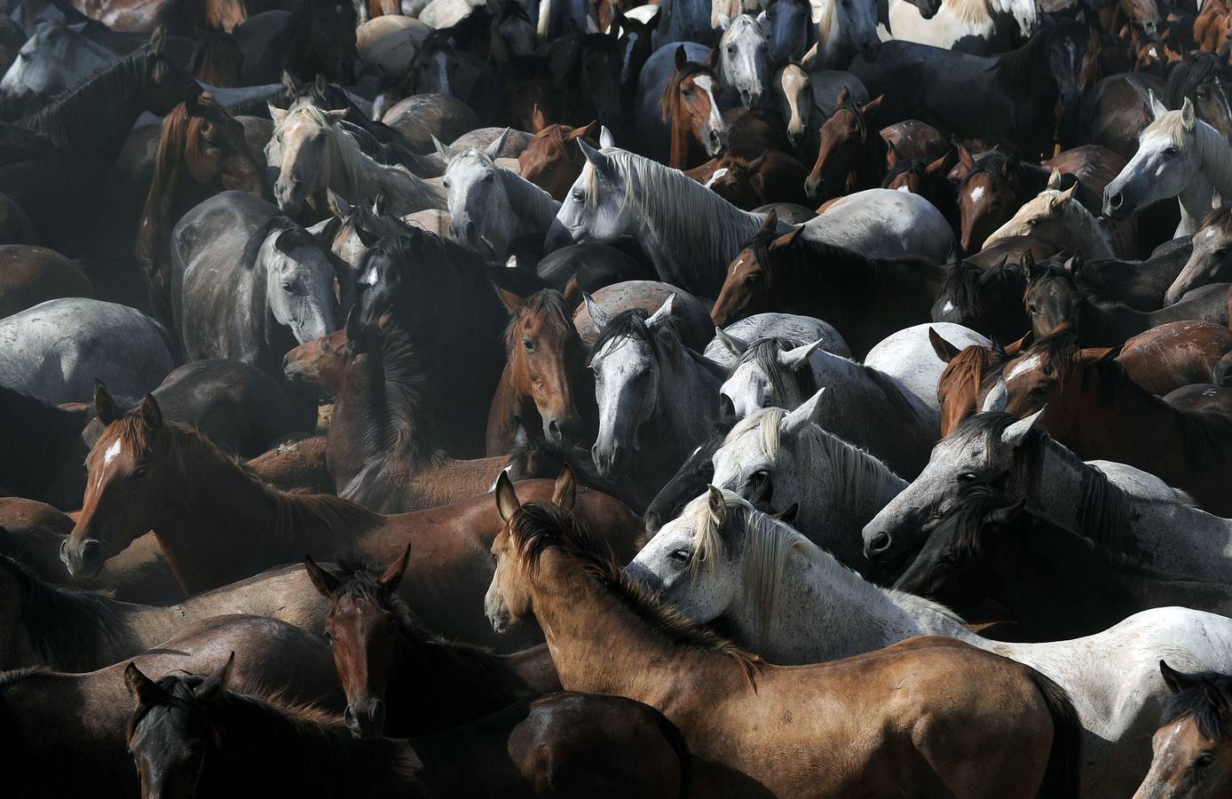 La &#039;Saca de Yeguas&#039; pasa por Doñana