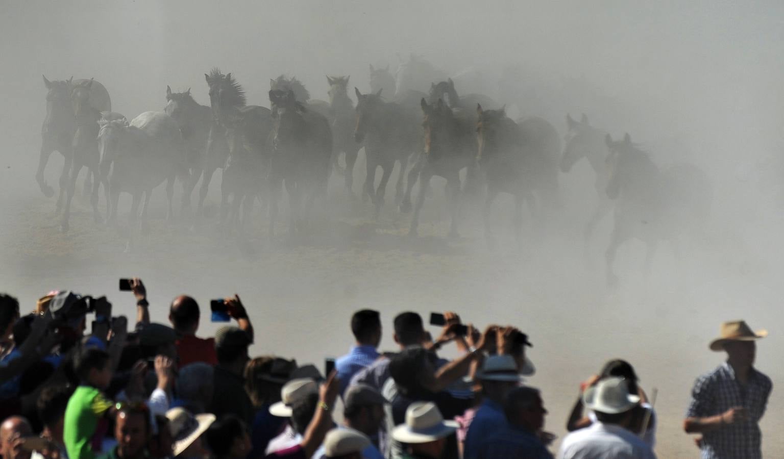 La &#039;Saca de Yeguas&#039; pasa por Doñana