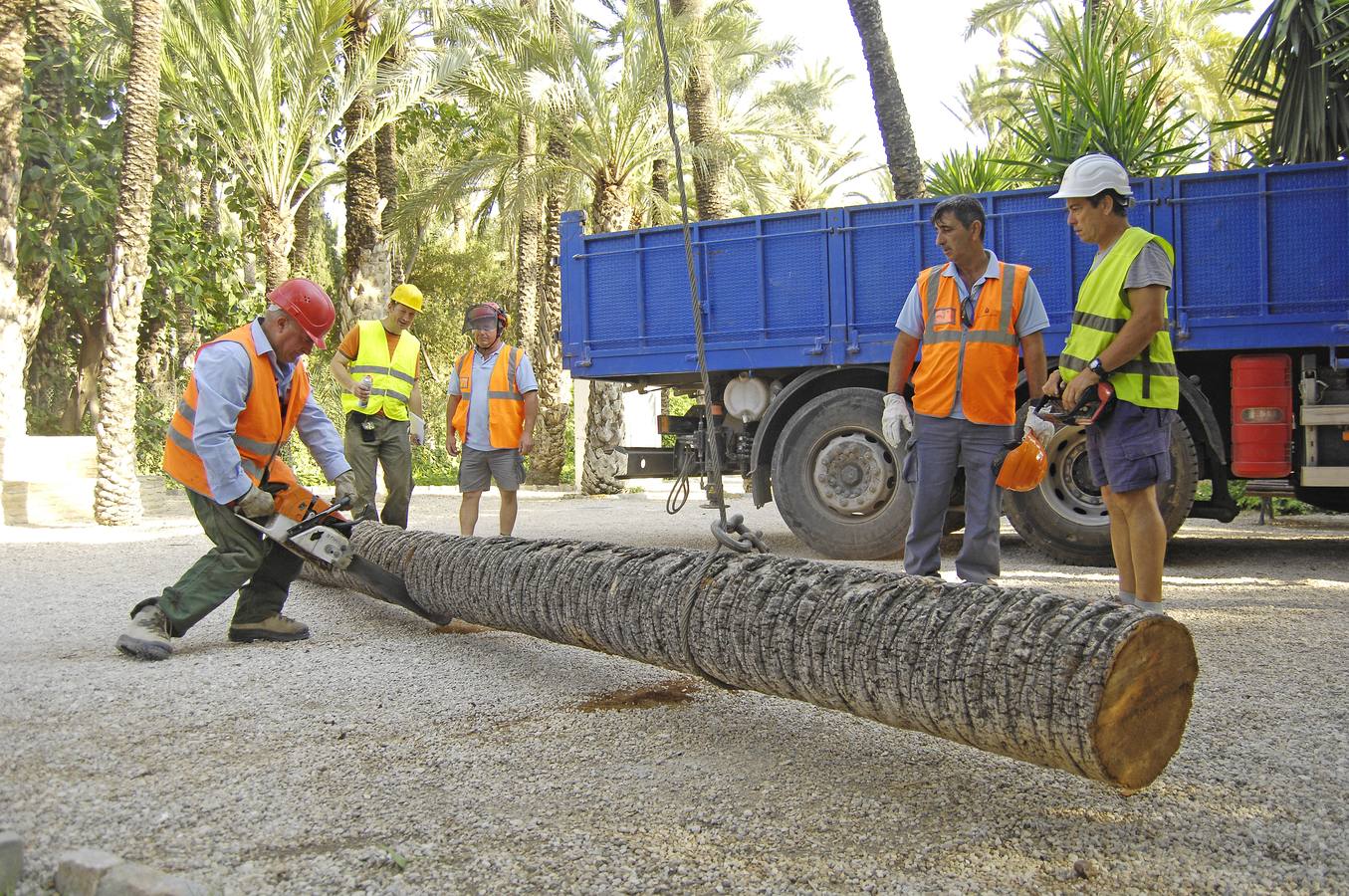 Talan la palmera más alta del casco urbano de Elche