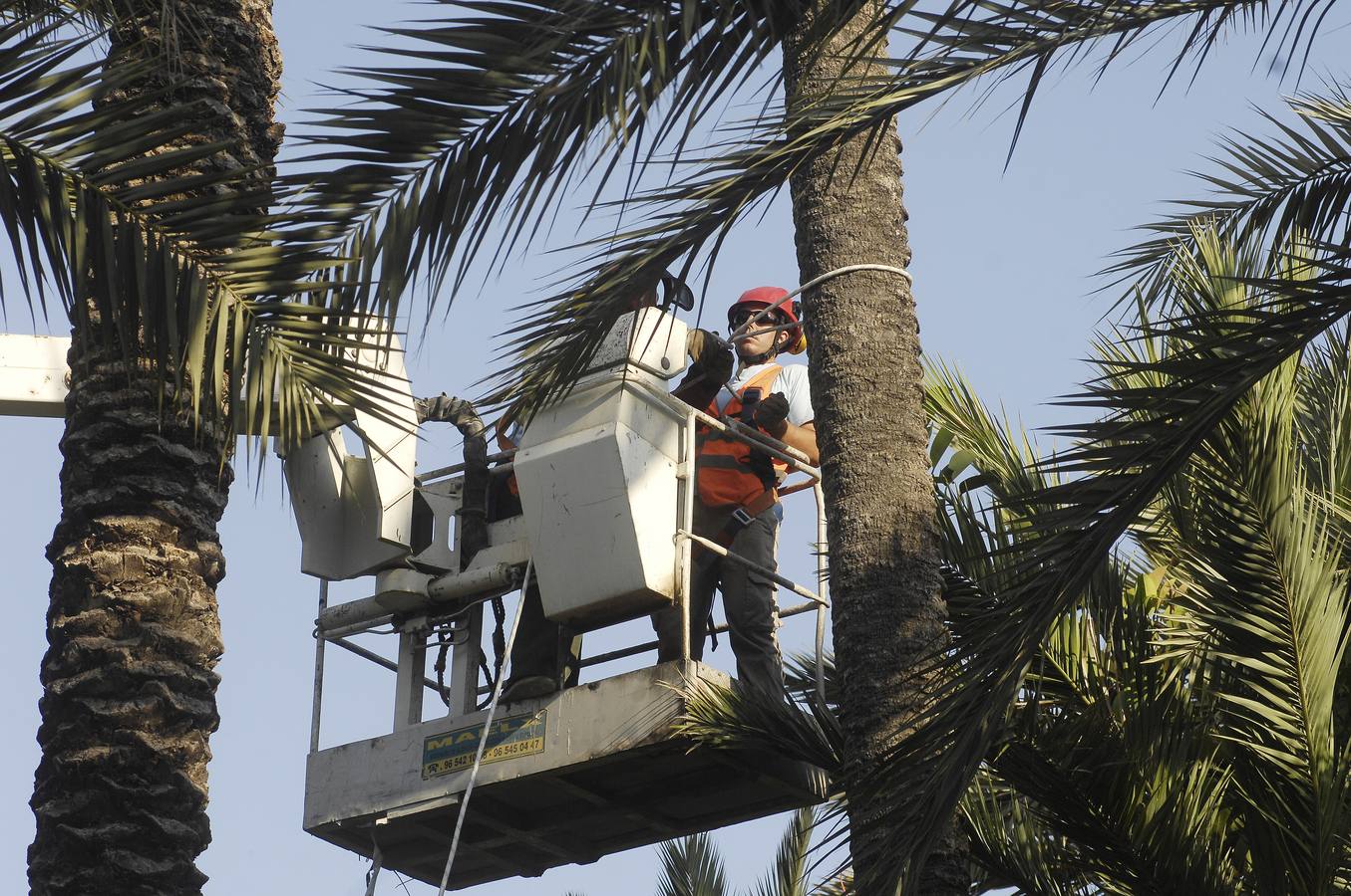 Talan la palmera más alta del casco urbano de Elche