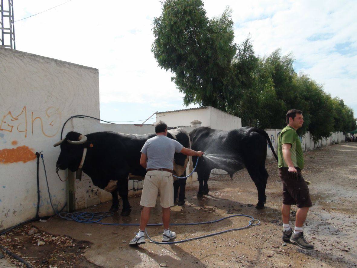 Carrera de burros y asnos de Dolores