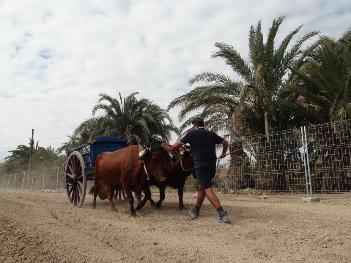 Carrera de burros y asnos de Dolores
