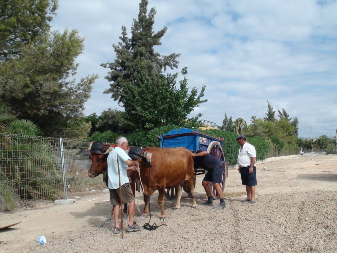 Carrera de burros y asnos de Dolores
