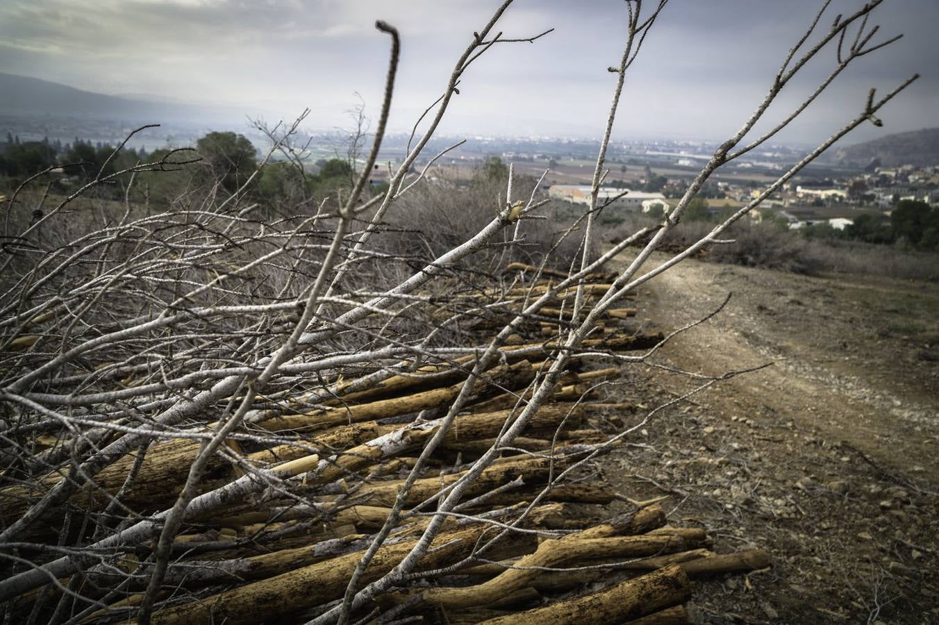 Critican los daños ocasionados al terreno por el arrastre de pinos con &#039;tomicus&#039;