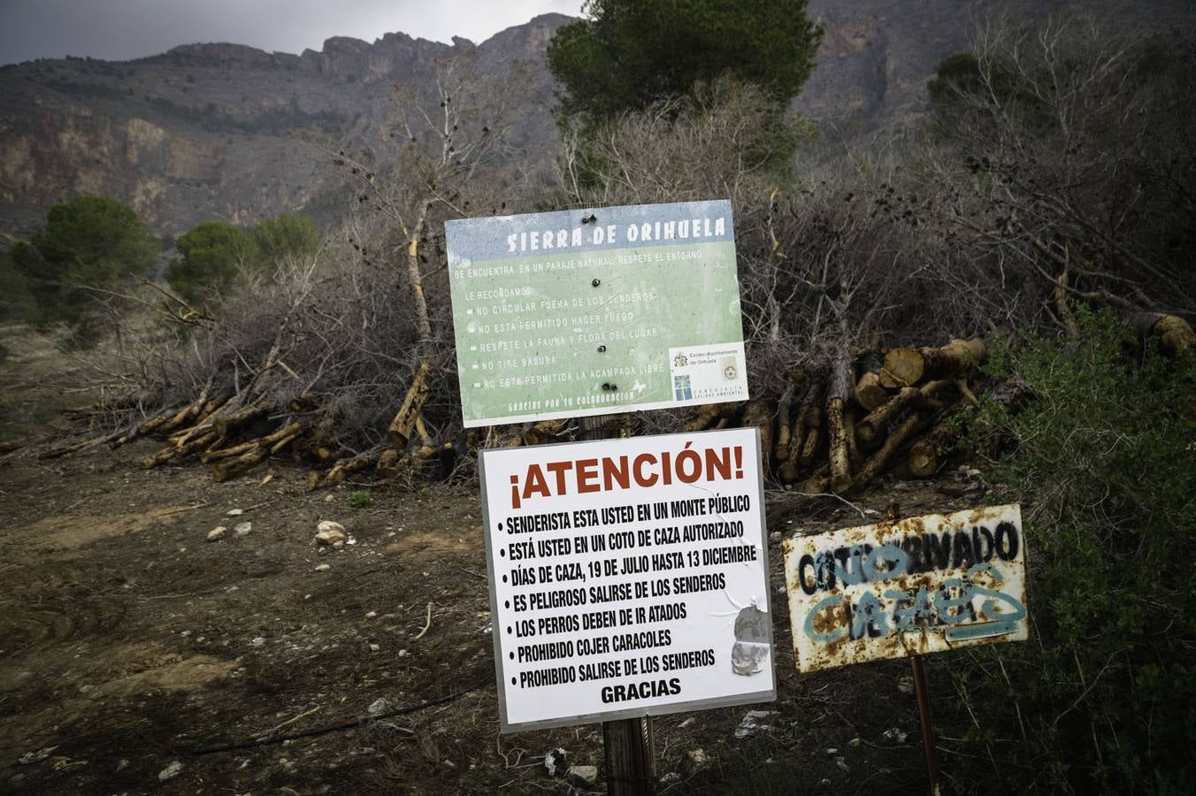 Critican los daños ocasionados al terreno por el arrastre de pinos con &#039;tomicus&#039;