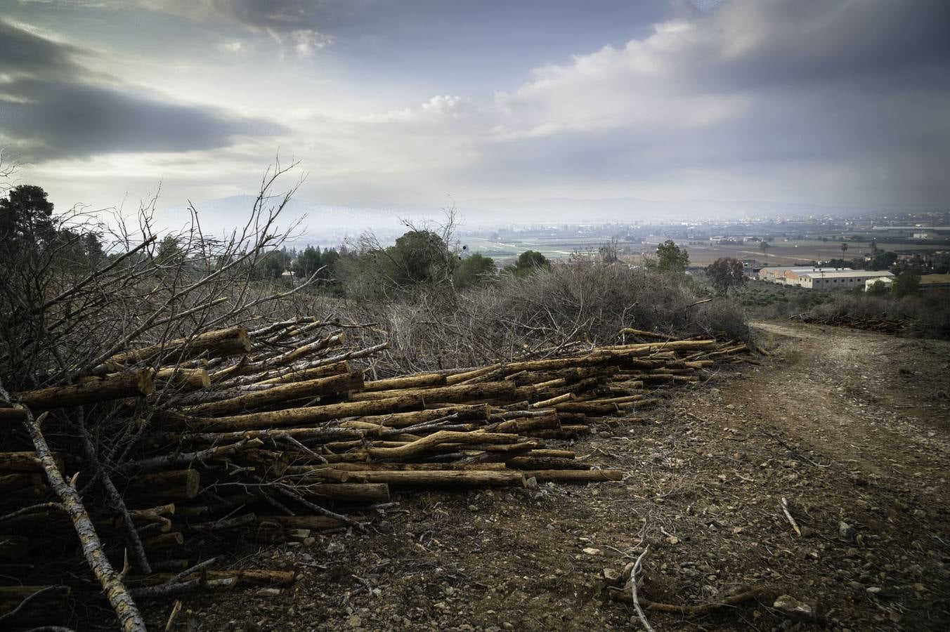 Critican los daños ocasionados al terreno por el arrastre de pinos con &#039;tomicus&#039;