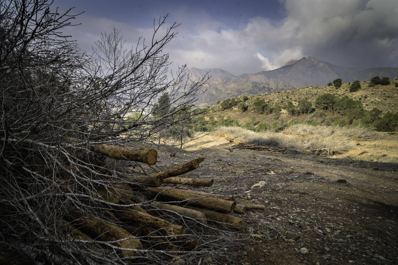 Critican los daños ocasionados al terreno por el arrastre de pinos con &#039;tomicus&#039;