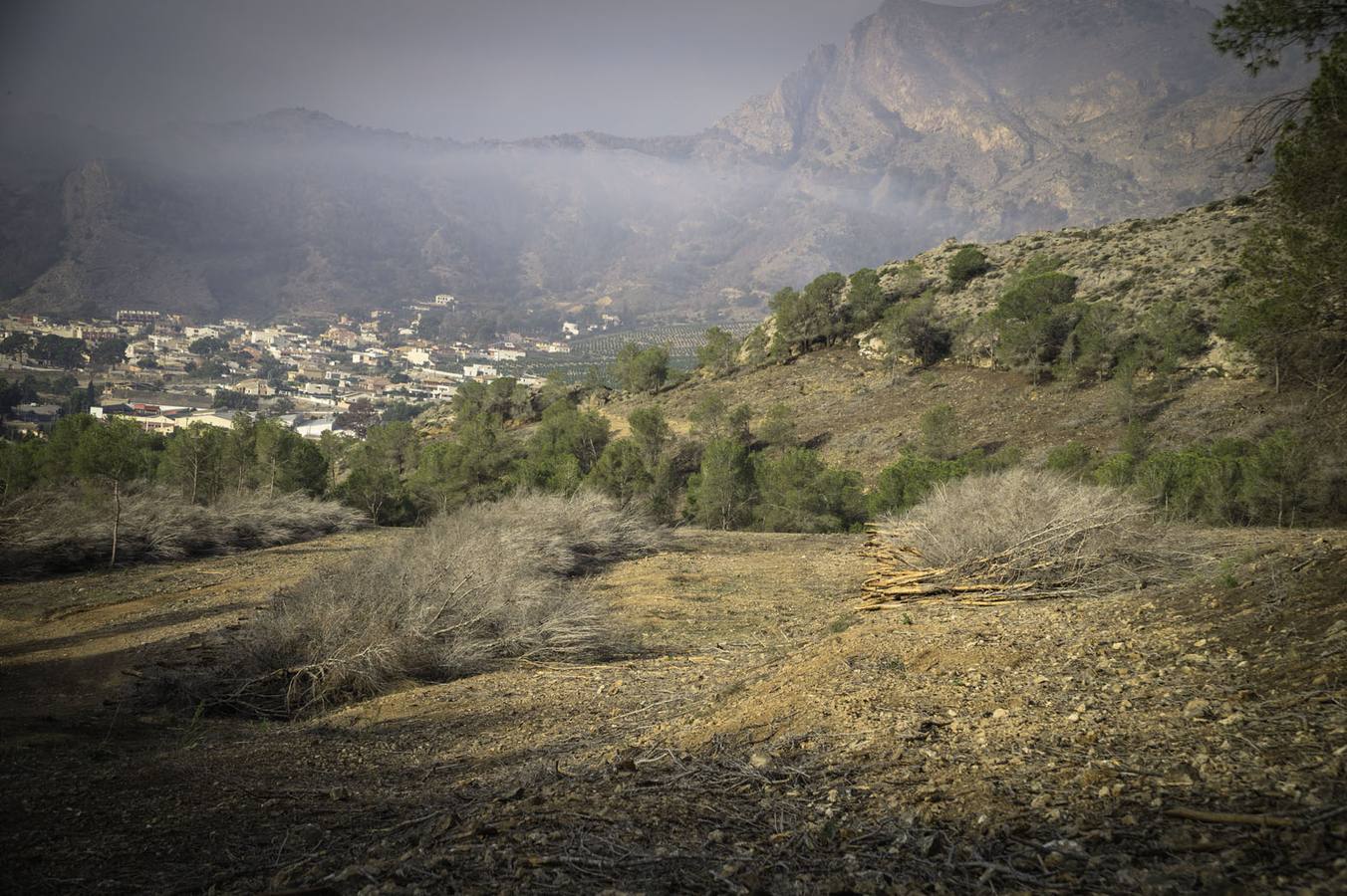 Critican los daños ocasionados al terreno por el arrastre de pinos con &#039;tomicus&#039;