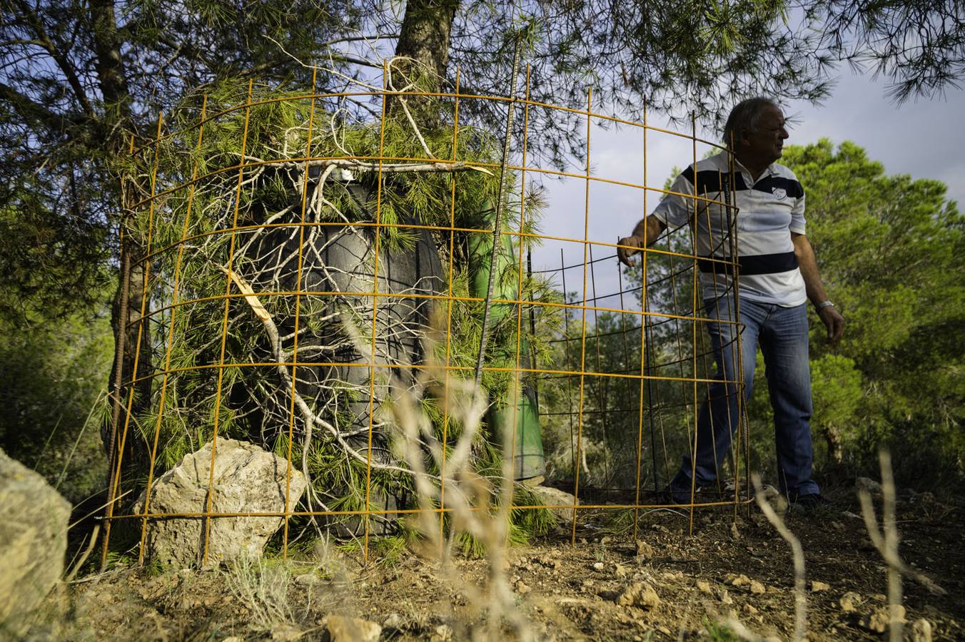 Critican los daños ocasionados al terreno por el arrastre de pinos con &#039;tomicus&#039;