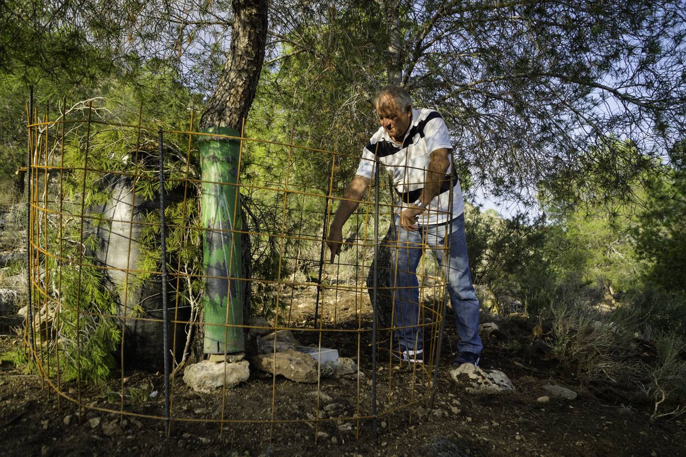 Critican los daños ocasionados al terreno por el arrastre de pinos con &#039;tomicus&#039;