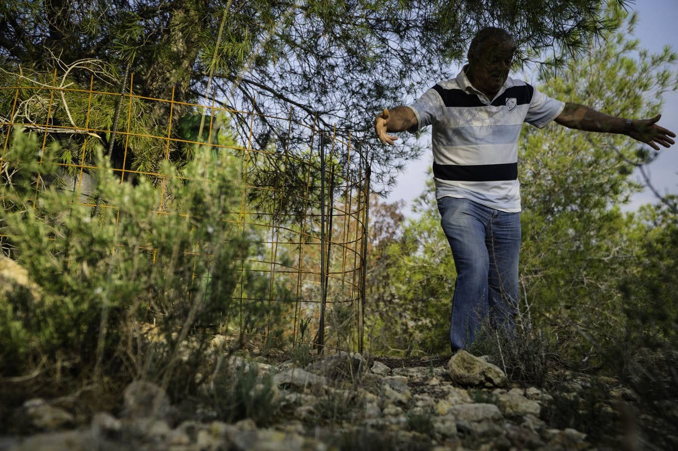 Critican los daños ocasionados al terreno por el arrastre de pinos con &#039;tomicus&#039;