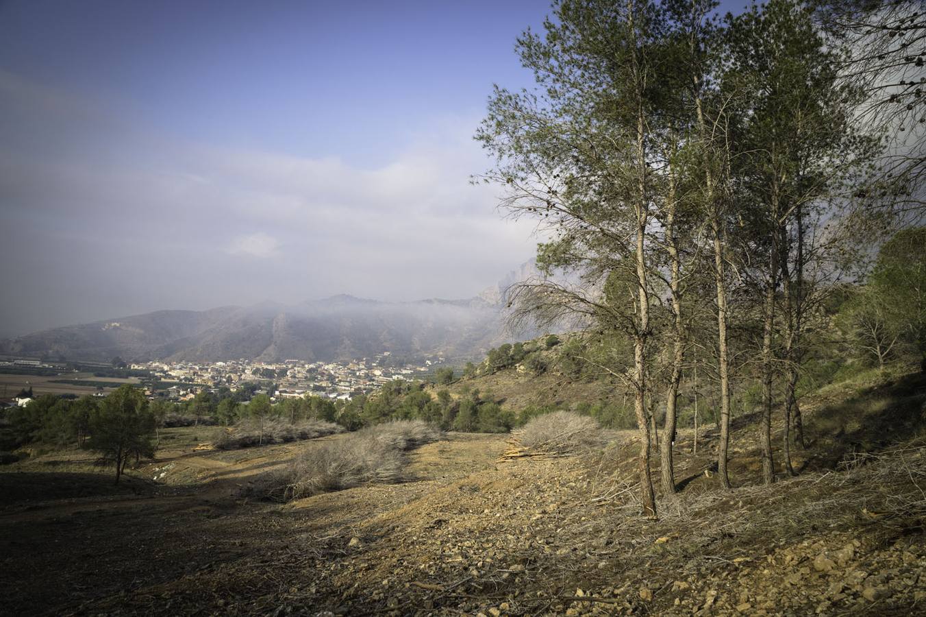 Critican los daños ocasionados al terreno por el arrastre de pinos con &#039;tomicus&#039;