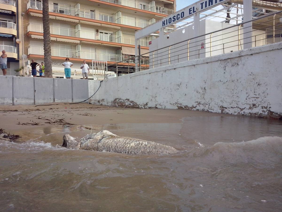 Hallan un tiburón muerto en Torrevieja