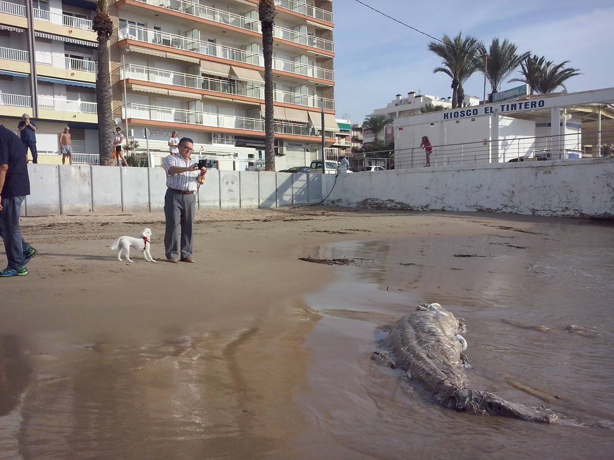 Hallan un tiburón muerto en Torrevieja