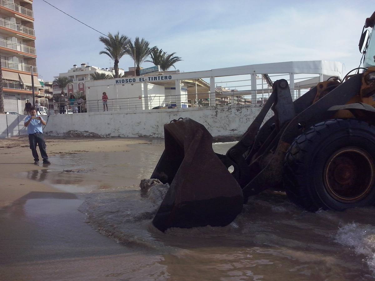 Hallan un tiburón muerto en Torrevieja