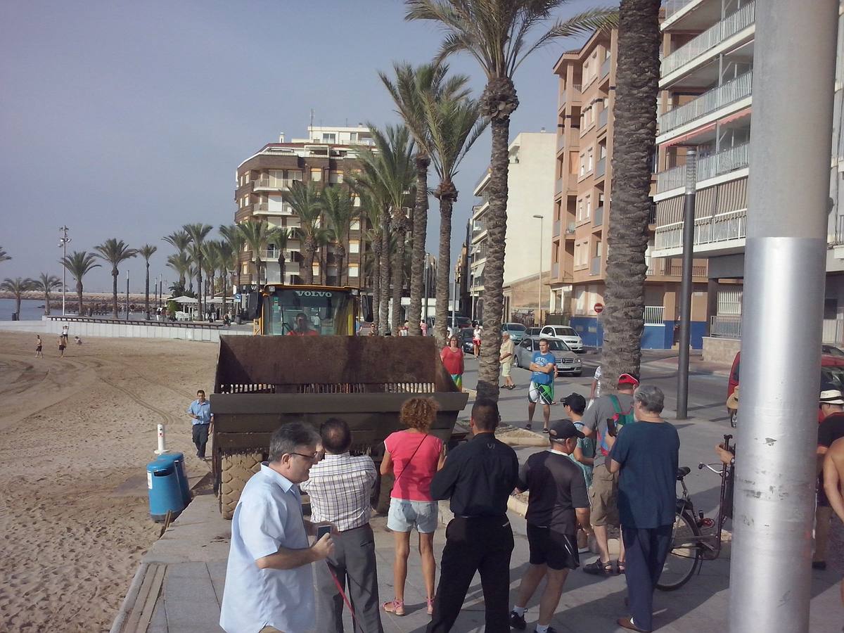 Hallan un tiburón muerto en Torrevieja