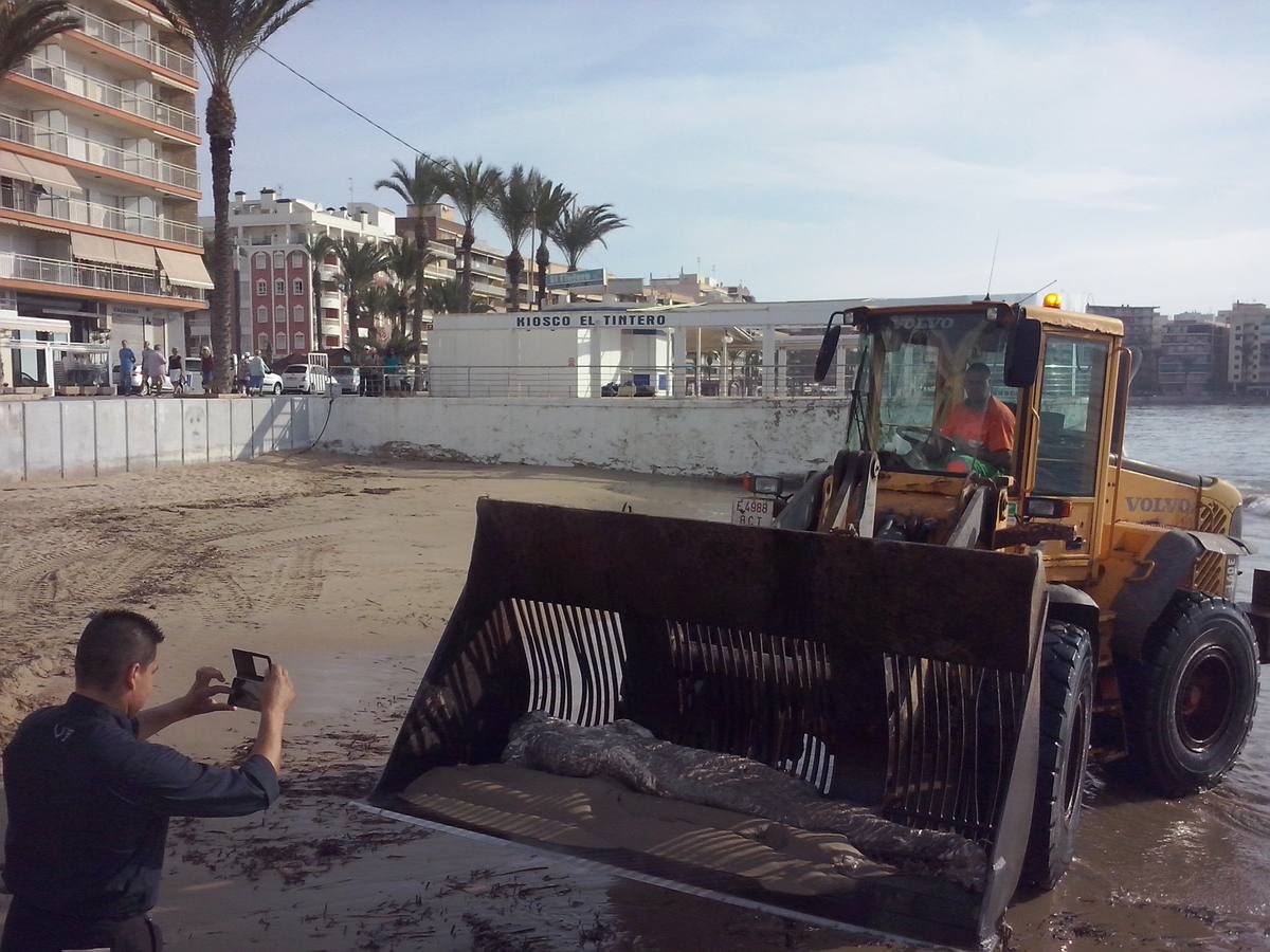 Hallan un tiburón muerto en Torrevieja