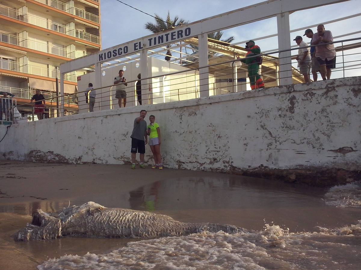 Hallan un tiburón muerto en Torrevieja