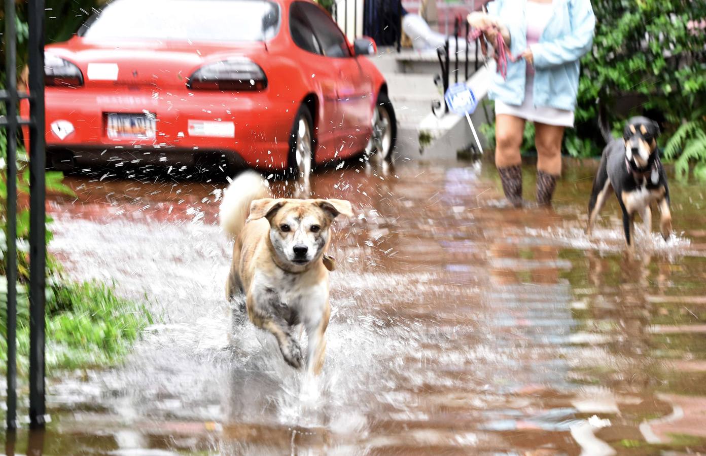 Charleston pasada por agua