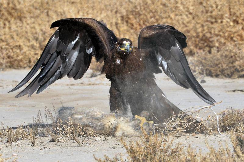 Cazador de altos vuelos