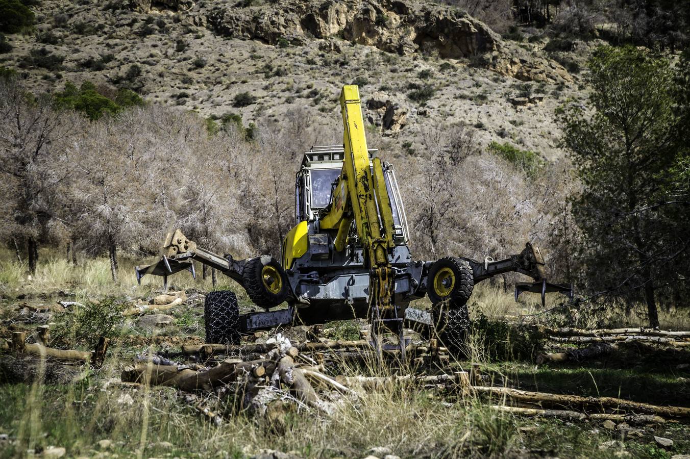 Un escavadora astillará todos los árboles arrasados por el tomicus