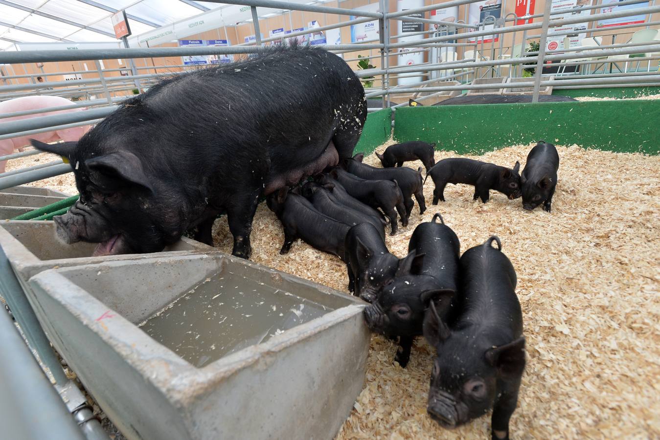 Inauguración de la feria Sepor de Lorca