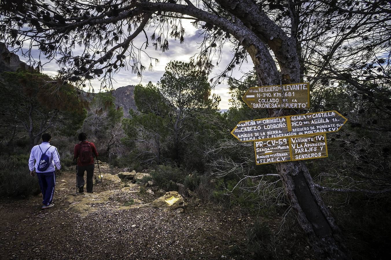 El &#039;tomicus&#039; afecta a las sendas