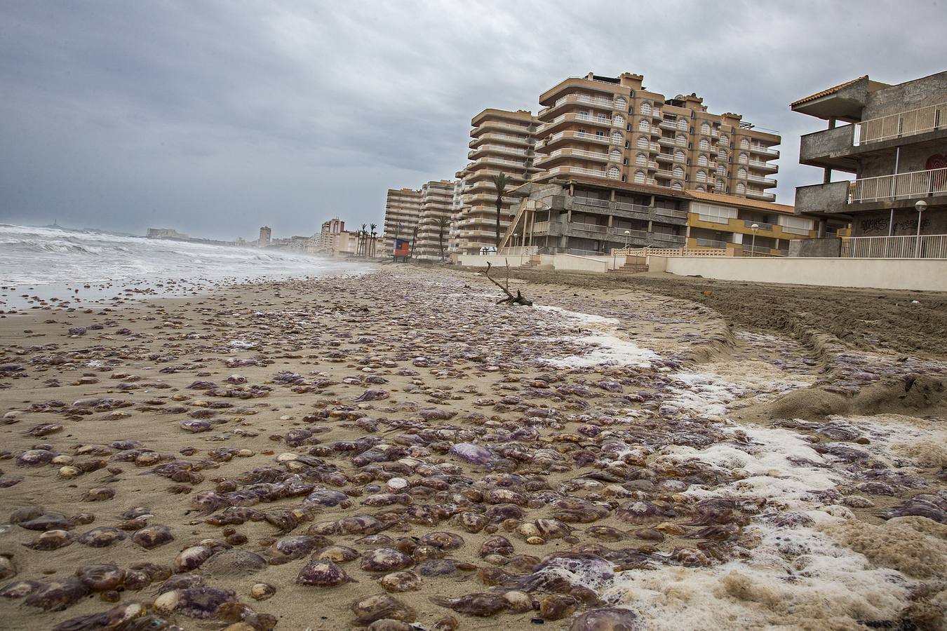 16 DE ABRIL. Invasión de medusas en La Manga por el viento de Levante.