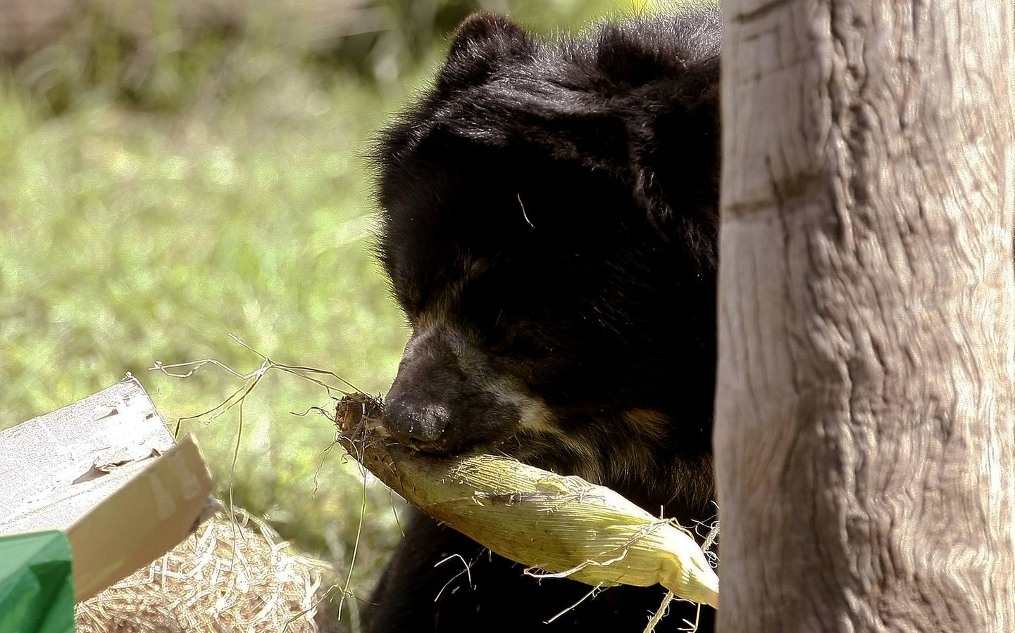 Los animales también tienen Reyes